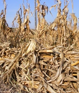 Утилизация стебли кукурузы (ФККО 11111004235)